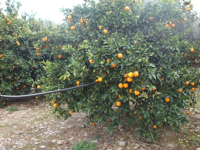 Συνεχίζει με θετικό πρόσημο η χρονιά για το ελληνικό πορτοκάλι