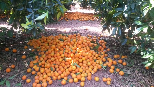 Έκτακτη Σύσκεψη για το πρόβλημα των παραγωγών πορτοκαλιού στο Διοικητήριο..