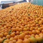 Στη Βουλή η Συνδεδεμένη Ενίσχυση για τα πορτοκάλια και το de minimis