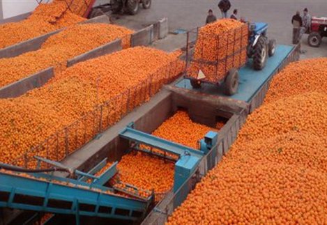 ΠΑΣΕΓΕΣ: Κατώφλι τα 700 κιλά/στρ. για τη συνδεδεμένη στα πορτοκάλια