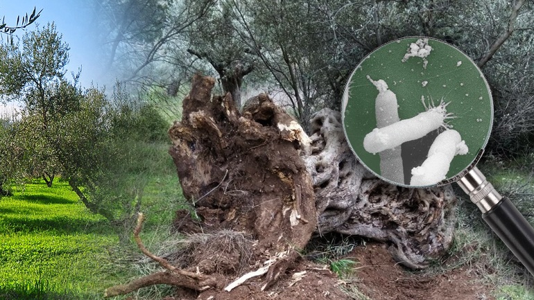 Βακτήριο “δολοφόνος” απειλεί τα ελαιόδεντρα