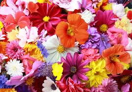 3η Γιορτή λουλουδιών στα Παπαδιάνικα