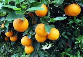 Πορτοκάλια: Αυξημένη ζήτηση έχει φέρει άνοδο τιμών, σε περίπου 15 ημέρες ξεκινά η συγκομιδή για τα βαλέντσια