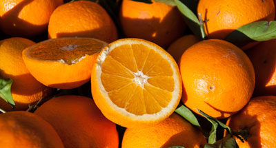 Στα 20-22 λεπτά το κιλό ξεκινάει η συγκομιδή πορτοκαλιών Βαλέντσια, μεγαλύτερες ποσότητες φέτος σε σχέση με πέρσι