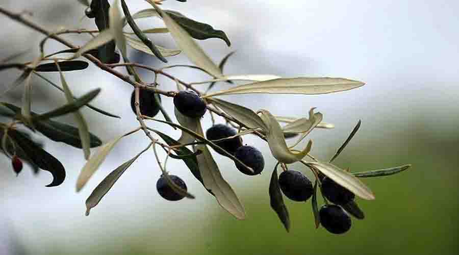 Olive trees