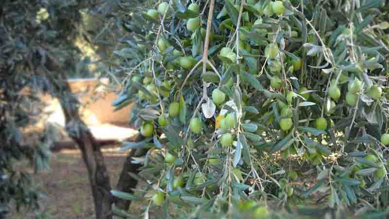 Olive trees Επιστολές Δημάρχου προς Υπουργό ΥΠΑΑΤ και ΕΛΓΑ για τις ζημιές στα ελαιόδεντρα και την ελαιοπαραγωγή 2024