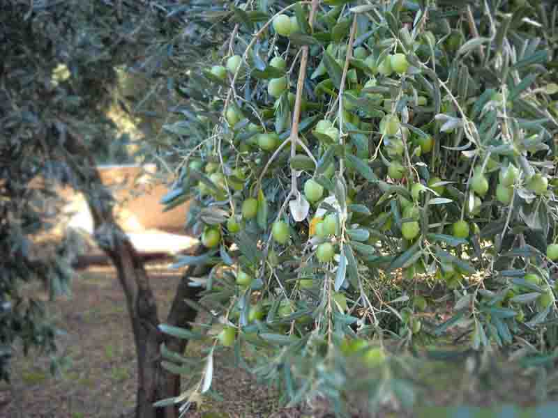 Olive trees Επιστολές Δημάρχου προς Υπουργό ΥΠΑΑΤ και ΕΛΓΑ για τις ζημιές στα ελαιόδεντρα και την ελαιοπαραγωγή 2024