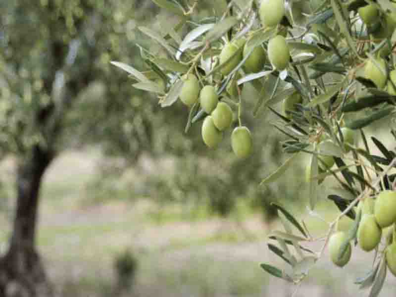 Παγκόσμια Ημέρα Ελιάς: Παγκόσμιο συμβόλο της Ειρήνης