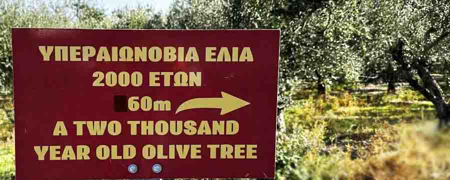 Perennial olive tree