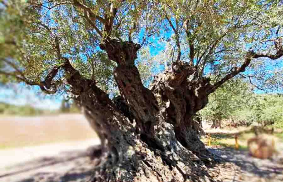 Ελιά Απιδιάς Λακωνίας