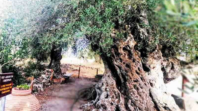 Μνημείο Φύσης: Η Υπεραιωνόβια Ελιά της Απιδιάς