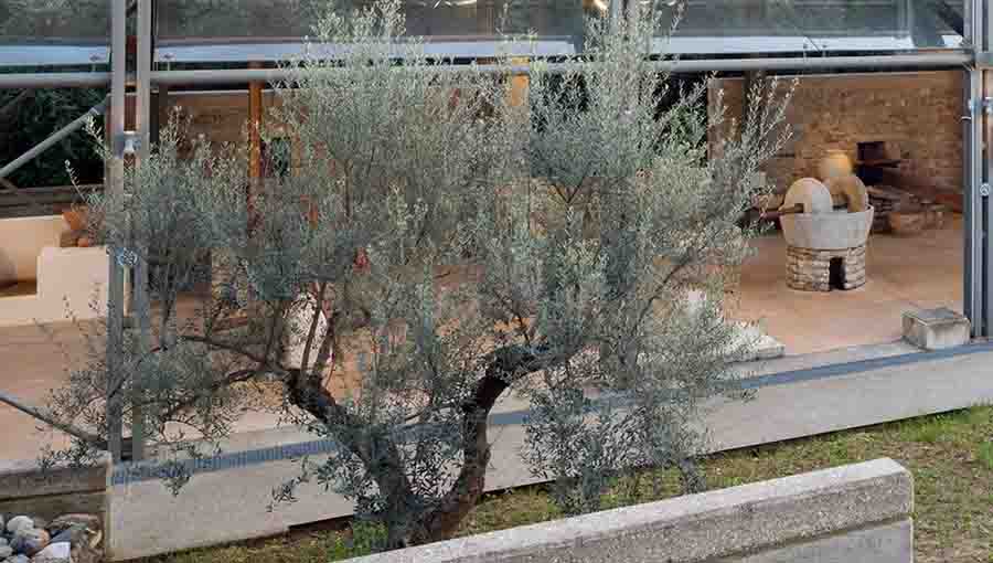 Olive Museum